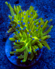 Load image into Gallery viewer, FreakinCorals “Leopard Lightning Torch”