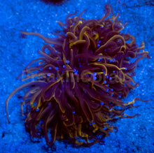 Carregar imagem no visualizador da galeria, Hellfire Torch Coral (2 or more Heads)