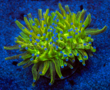 Load image into Gallery viewer, FreakinCorals “Leopard Lightning Torch”