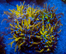 Load image into Gallery viewer, Golden Venom Torch Coral (Cut to Order)