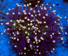 Carregar imagem no visualizador da galeria, Joker Torch Coral