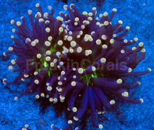 Carregar imagem no visualizador da galeria, Joker Torch Coral