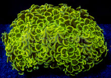 Load image into Gallery viewer, Ultra Yellow Hammer Coral (Ancora)
