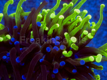 Load image into Gallery viewer, Hybrid Fusion Torch Coral