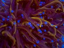 Carregar imagem no visualizador da galeria, Hellfire Torch Coral (2 or more Heads)