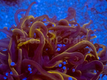 Carregar imagem no visualizador da galeria, Hellfire Torch Coral (2 or more Heads)