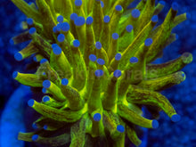 Load image into Gallery viewer, FreakinCorals “Leopard Lightning Torch”