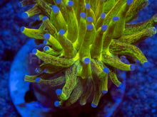 Load image into Gallery viewer, FreakinCorals “Leopard Lightning Torch”