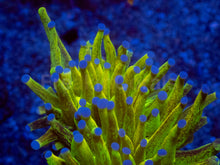 Load image into Gallery viewer, FreakinCorals “Leopard Lightning Torch”