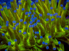 Load image into Gallery viewer, FreakinCorals “Leopard Lightning Torch”