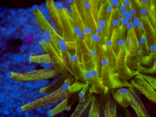 Load image into Gallery viewer, FreakinCorals “Leopard Lightning Torch”