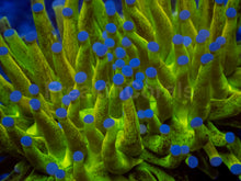 Load image into Gallery viewer, FreakinCorals “Leopard Lightning Torch”