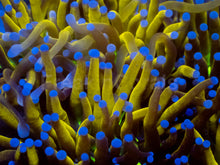 Load image into Gallery viewer, Golden Venom Torch Coral (Cut to Order)