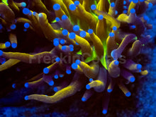 Load image into Gallery viewer, Golden Venom Torch Coral (Cut to Order)