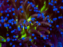 Load image into Gallery viewer, Golden Venom Torch Coral (Cut to Order)