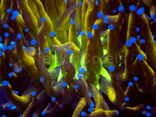 Load image into Gallery viewer, Golden Venom Torch Coral (Cut to Order)