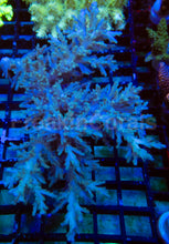 Load image into Gallery viewer, Icefire Echinata Acropora