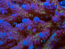 Load image into Gallery viewer, Tri-Fusion Fiji Acropora