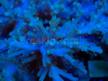 Load image into Gallery viewer, Icefire Echinata Acropora