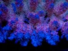 Load image into Gallery viewer, Super Spectrum Fiji Acropora