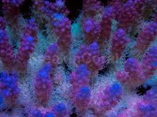 Load image into Gallery viewer, Super Spectrum Fiji Acropora