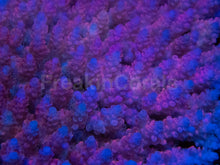 Carregar imagem no visualizador da galeria, Fiji Pink Hyacinthus Acropora