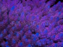 Carregar imagem no visualizador da galeria, Fiji Pink Hyacinthus Acropora
