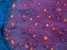 Load image into Gallery viewer, Sunburst Halo Chalice Coral