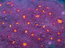 Load image into Gallery viewer, Sunburst Halo Chalice Coral
