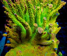 Load image into Gallery viewer, Joe’s Mango Acropora