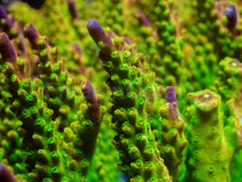Load image into Gallery viewer, Joe’s Mango Acropora
