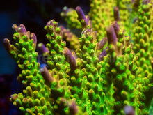 Load image into Gallery viewer, Joe’s Mango Acropora