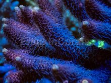Carregar imagem no visualizador da galeria, FreakinCorals Pink Fusion Millepora