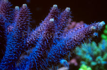 Carregar imagem no visualizador da galeria, FreakinCorals Pink Fusion Millepora