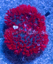 Load image into Gallery viewer, St. Thomas Super Red Rhodactis