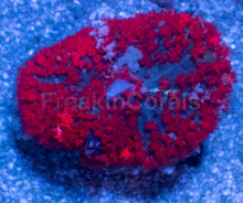 Load image into Gallery viewer, St. Thomas Super Red Rhodactis