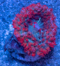Load image into Gallery viewer, St. Thomas Super Red Rhodactis