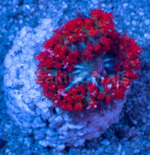 Load image into Gallery viewer, St. Thomas Super Red Rhodactis