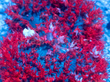 Load image into Gallery viewer, St. Thomas Super Red Rhodactis