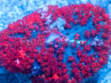Load image into Gallery viewer, St. Thomas Super Red Rhodactis