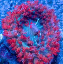 Load image into Gallery viewer, St. Thomas Super Red Rhodactis
