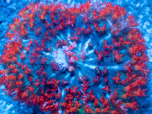 Load image into Gallery viewer, St. Thomas Super Red Rhodactis