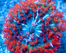 Load image into Gallery viewer, St. Thomas Super Red Rhodactis