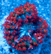 Load image into Gallery viewer, St. Thomas Super Red Rhodactis