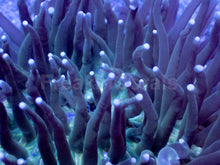 Load image into Gallery viewer, Emerald Tide Heliofungia – XL Colony