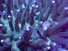 Load image into Gallery viewer, Emerald Tide Heliofungia – XL Colony