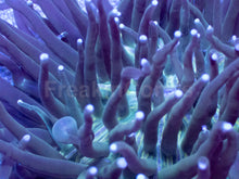 Load image into Gallery viewer, Emerald Tide Heliofungia – XL Colony