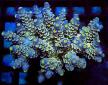 Load image into Gallery viewer, FK Blue &amp; Yellow Dream Tenuis Acropora