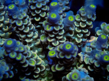 Load image into Gallery viewer, FK Blue &amp; Yellow Dream Tenuis Acropora