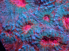 Load image into Gallery viewer, FK Ktar Orenji Chalice (Cut-to-Order)